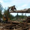 wood in trailer